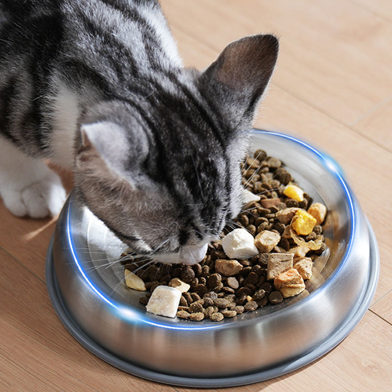 dog eating from stainless steel pet bowl
